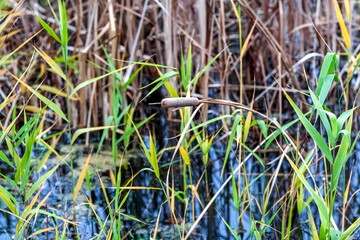 Dry leaves and brown inflorescences of cattail plants close-up in autumn . Background