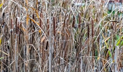 Dry leaves and brown inflorescences of cattail plants close-up in autumn . Background