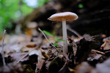 mushrooms in the forest