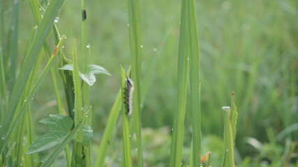 Lymantriidae caterpillars that eat leaves on paddy plants
