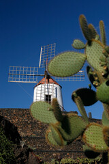 CANARY ISLANDS LANZAROTE CACTUS