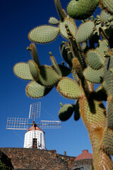 CANARY ISLANDS LANZAROTE CACTUS