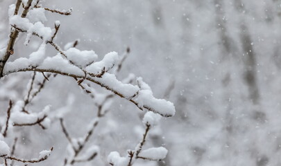 Tree branches in the snow close -up in winter. Background