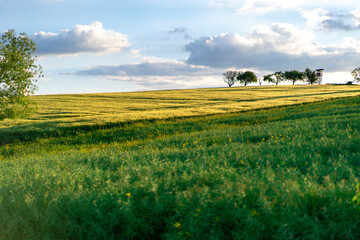 Fototapeta premium green landscape 