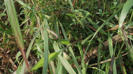Asian grass lizard Takydromus Sexlienatus was sunbathing on the grass