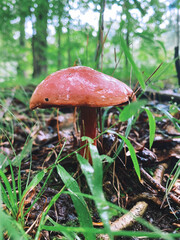 mushroom in the forest