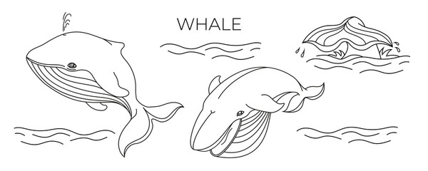 The whale is in two positions and the tail is out of the water. Vector, isolated, contour style. It can be used as a coloring picture.