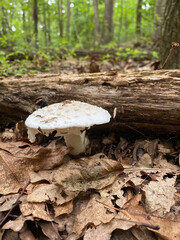 mushroom in the forest