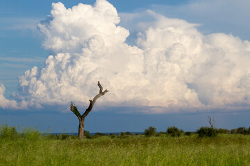 Kruger National Park: landscape shopwing ludh summer vegetation growth