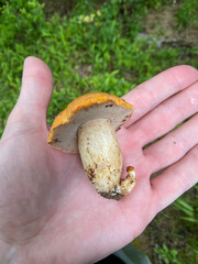 mushrooms in the hand