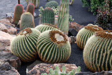 CANARY ISLANDS LANZAROTE CACTUS