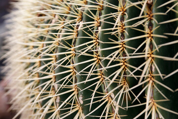 CANARY ISLANDS LANZAROTE CACTUS