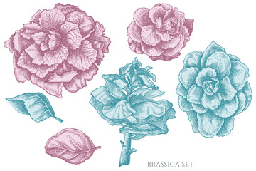 Vector set of hand drawn pastel brassica