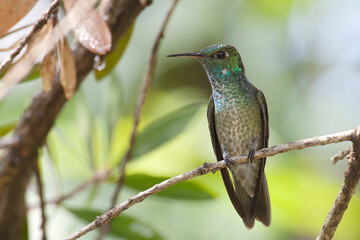 Versicolored Emerald, Amazilia versicolor, perched