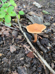 mushroom on the ground