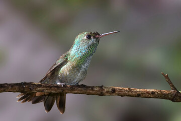 Fototapeta na wymiar Versicolored Emerald, Amazilia versicolor, on perch