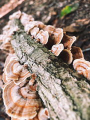 mushrooms on a tree