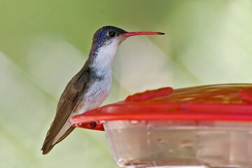 Violet-crowned Hummingbird, Amazilia violiceps, at feeder