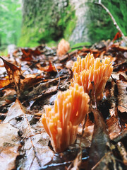 mushroom in autumn forest
