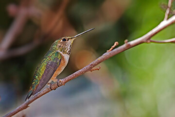 Perched Rufous Hummingbird, Selasphorus rufus