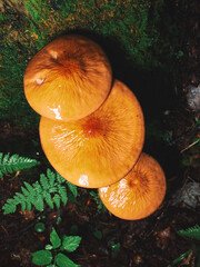 orange cap boletus