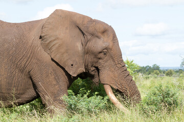 Obraz premium Kruger National Park: elephant grazing on lush summer growth