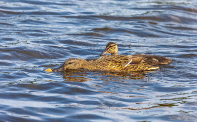 Bird wild duck with ducklings on the water pond in the summer