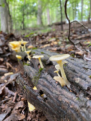 mushrooms in the forest