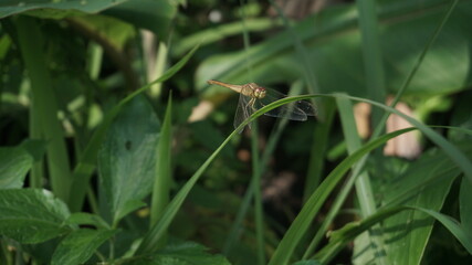 Orange dragonfly perched on long green grass leaves