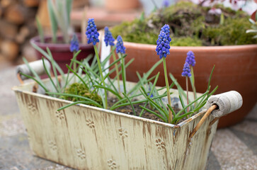 Blue muscari in moss in terra cotta pot