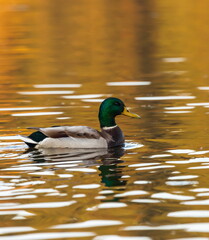 Obraz premium Ducks in the autumn pond