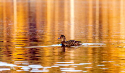 Ducks in the autumn pond