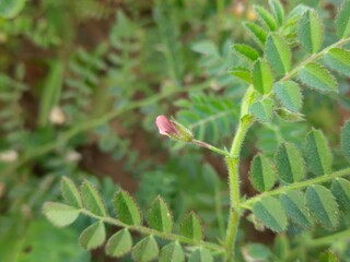 Chickpea plant, green gram plant in the field. chickpea plants during flowering in the field. Fresh Green Chickpeas field. Chickpea plants during flowering in the field. gram plant flower.