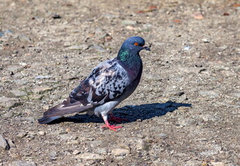 Bird dove on the background of the earth
