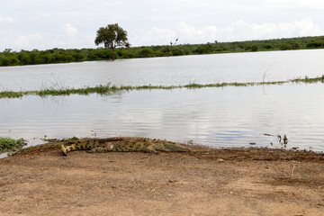 Kruger National Park:  Crocodile at Sunset Dam Lower Sabie