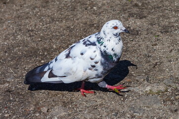 Bird dove on the background of the earth