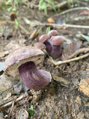 mushrooms in the forest