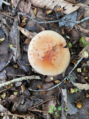 mushrooms in the forest