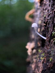 white heron in the forest