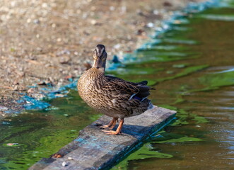 Ducks on the pond in the summer closeup