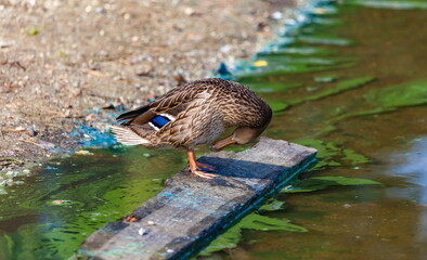 Ducks on the pond in the summer closeup