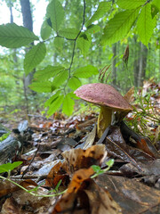 mushroom in the forest