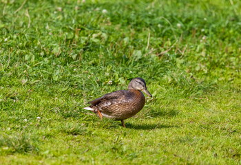 Ducks on the pond in the summer closeup