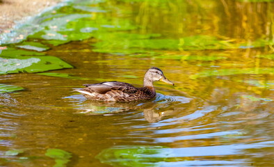 Ducks on the water pond in summer closeup