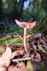 mushroom in the forest