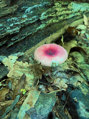 mushroom in the forest