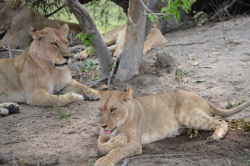 A pride of lions after a successful morning of hunting.