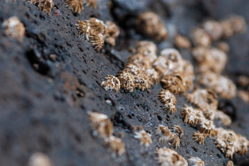 Seepocken auf einem trocken gefallenen Felsen, Lavafelsen
