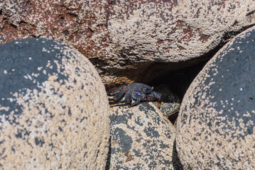 Kleine Krabbe, die lauernd zwischen Lavagestein sitzt