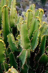 CANARY ISLANDS LANZAROTE CACTUS